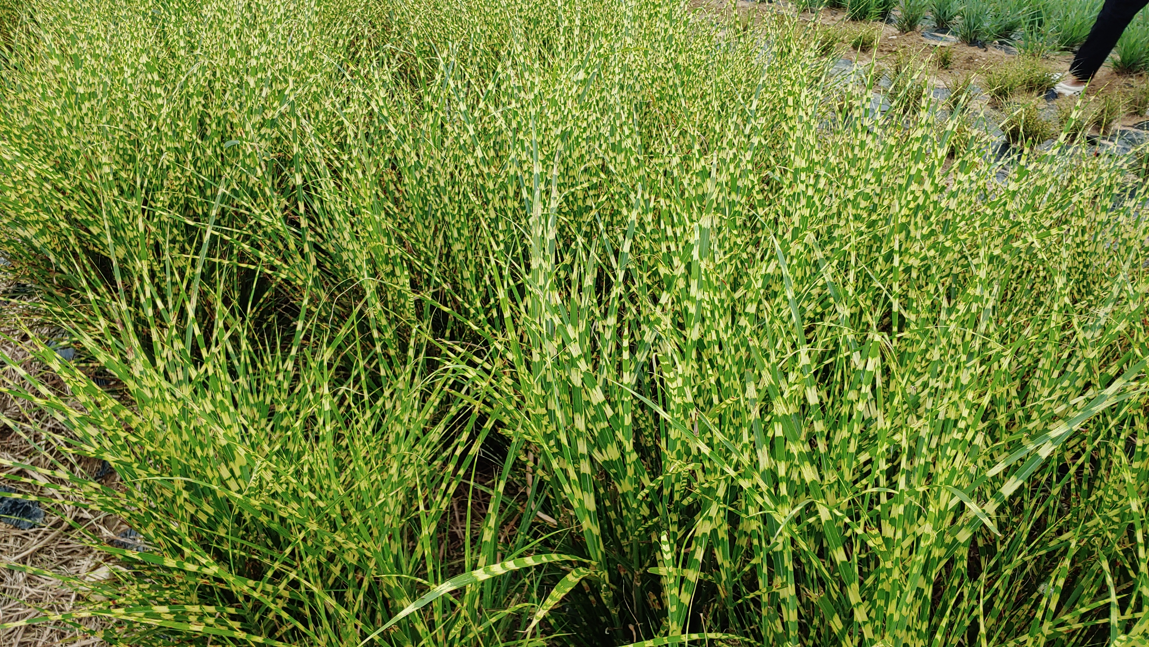 Miscanthus sinensis ‘Cockplume’